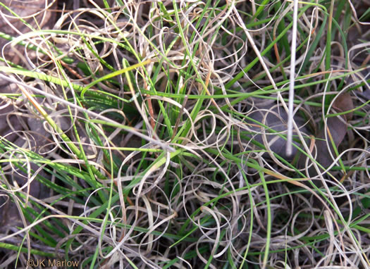 image of Danthonia spicata, Poverty Oatgrass, Moonshine Grass, 'Curly Dan'