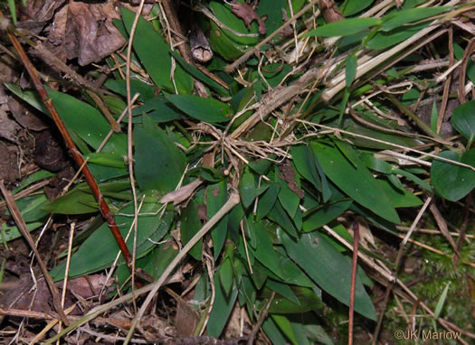 image of Dichanthelium dichotomum var. dichotomum, Forked Witchgrass