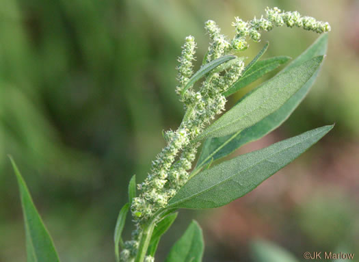 image of Chenopodium album var. album, Lambsquarters, Pigweed