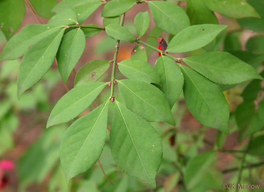 image of Euonymus alatus, Burning-bush, Winged Euonymus, Winged Wahoo