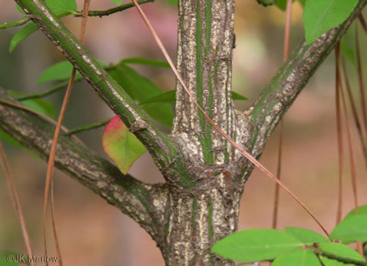 image of Euonymus alatus, Burning-bush, Winged Euonymus, Winged Wahoo