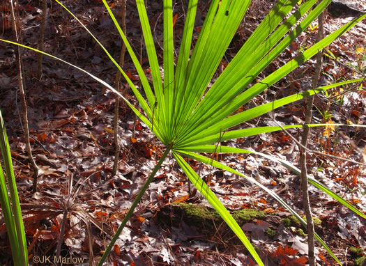 image of Sabal minor, Dwarf Palmetto, Bush Palmetto, Dwarf Blue Palmetto, Bluestem Palmetto