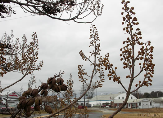 image of Paulownia tomentosa, Princess Tree, Empress Tree, Royal Paulownia