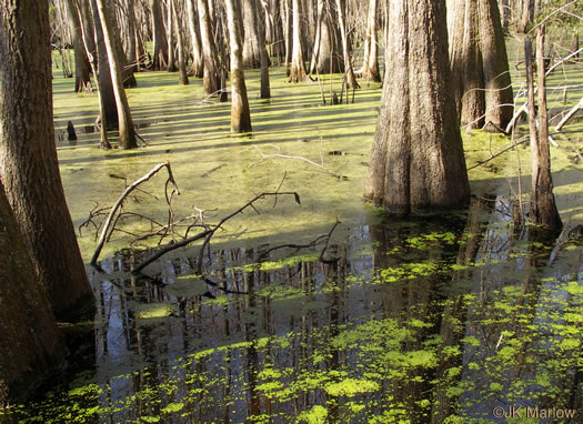 image of Lemna spp., Small Duckweed