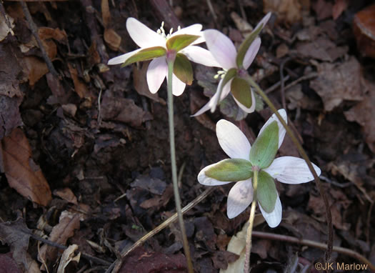 Hepatica acutiloba, Sharp-lobed Hepatica, Sharp-lobed Liverleaf