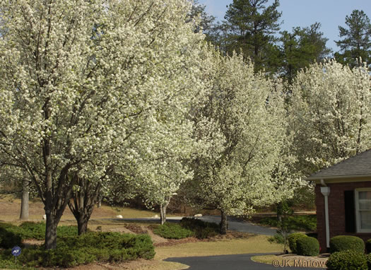 image of Pyrus calleryana, Bradford Pear, Callery Pear