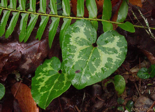 image of Hexastylis shuttleworthii, Large-flower Heartleaf, Wild Ginger