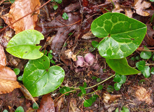 image of Hexastylis heterophylla, Variable-leaf Heartleaf