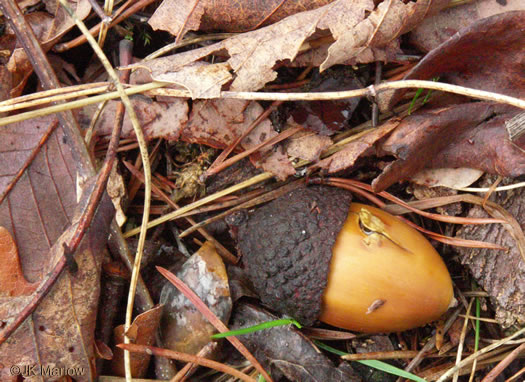 image of Quercus montana, Rock Chestnut Oak, Mountain Oak, Tanbark Oak