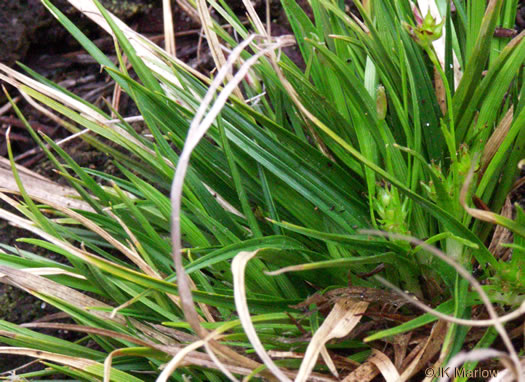 image of Carex umbellata, Parasol Sedge