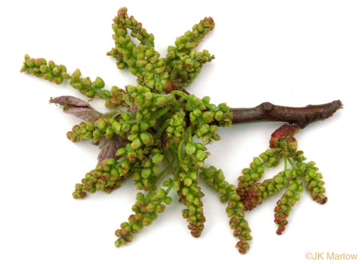 image of Quercus muehlenbergii, Chinquapin Oak, Yellow Chestnut Oak