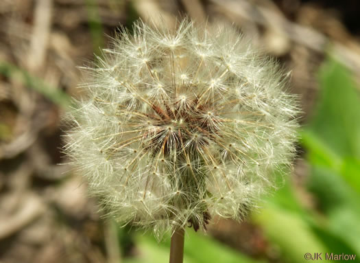 Taraxacum officinale, Common Dandelion