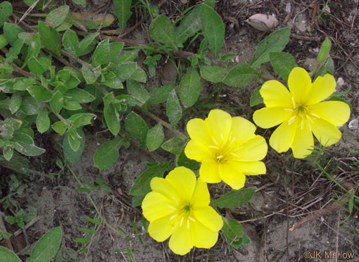 image of Oenothera drummondii, Beach Evening Primrose, Drummond's Evening Primrose