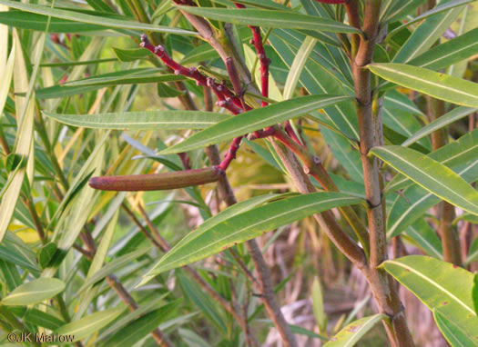 image of Nerium oleander, Oleander