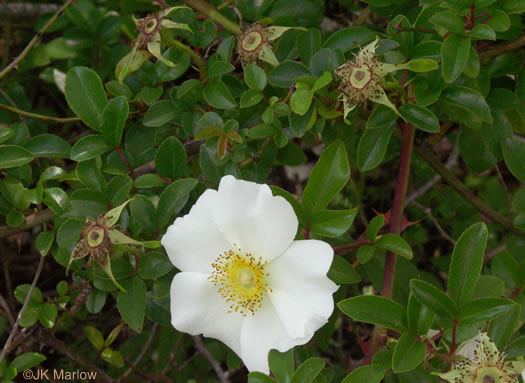 sepals or bracts of Rosa laevigata, Cherokee Rose