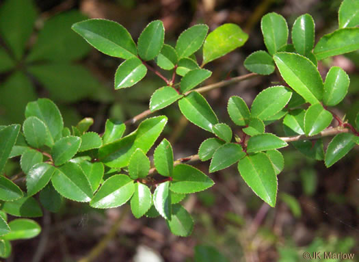 leaf or frond of Rosa laevigata, Cherokee Rose
