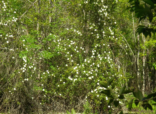 image of Rosa laevigata, Cherokee Rose