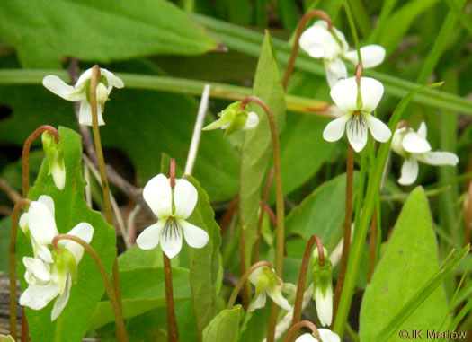 image of Viola primulifolia, Primrose-leaf Violet