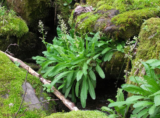 image of Micranthes micranthidifolia, Brook Lettuce, Mountain Lettuce, Branch Lettuce, Lettuceleaf Saxifrage