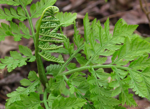 image of Botrypus virginianus, Rattlesnake Fern, Sang-find