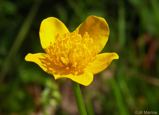 flower of Caltha palustris var. palustris, Marsh-marigold, Cowslip
