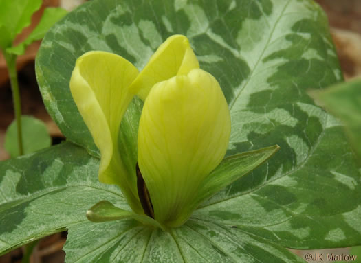 image of Trillium discolor, Pale Yellow Trillium, Faded Trillium, Small Yellow Toadshade, Savannah River Trillium