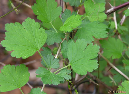 image of Ribes rotundifolium, Roundleaf Gooseberry, Appalachian Gooseberry