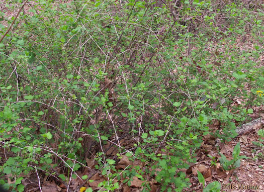 image of Ribes rotundifolium, Roundleaf Gooseberry, Appalachian Gooseberry