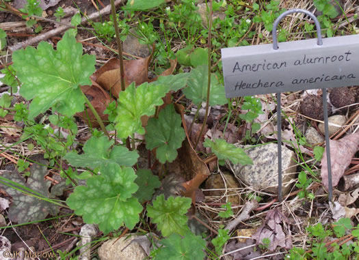 image of Heuchera americana, American Alumroot