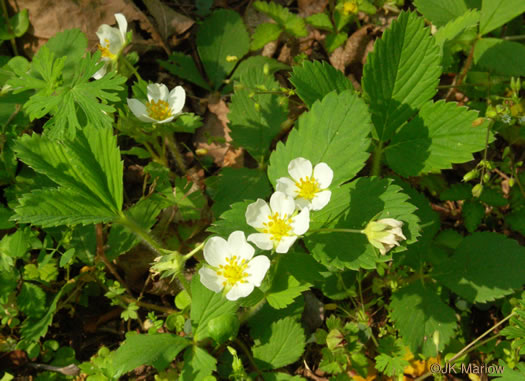 image of Fragaria virginiana, Wild Strawberry