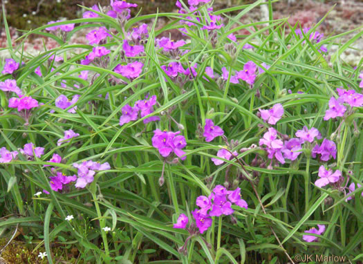 image of Tradescantia hirsuticaulis, Hairy Spiderwort