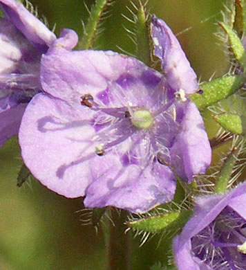 image of Phacelia maculata, Spotted Phacelia, Flatrock Phacelia