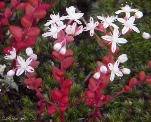 Diamorpha smallii, Elf-orpine