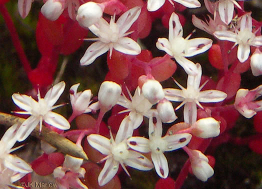 Diamorpha smallii, Elf-orpine