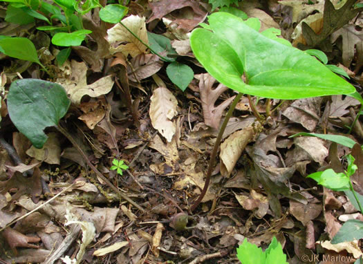 image of Hexastylis arifolia, Little Brown Jug, Arrowhead Heartleaf, Arrowleaf Heartleaf, Pigs