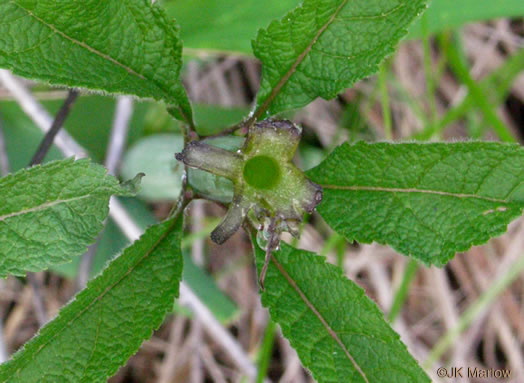 Eutrochium fistulosum, Hollow-stem Joe-pye-weed