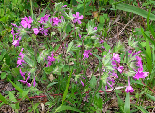 image of Phlox amoena, Hairy Phlox, Chalice Phlox