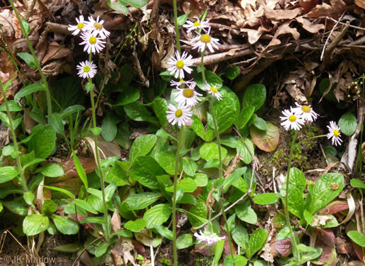 image of Erigeron pulchellus var. pulchellus, Robin's Plantain