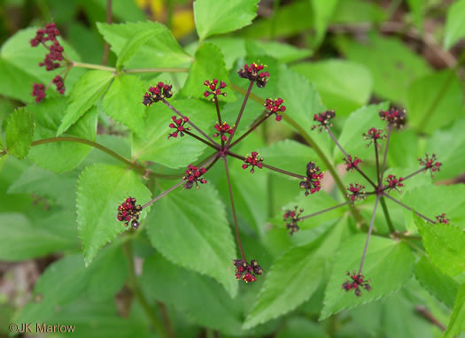 image of Thaspium trifoliatum var. trifoliatum, Purple Meadow-parsnip, Woodland Parsnip