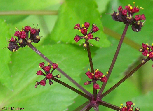 image of Thaspium trifoliatum var. trifoliatum, Purple Meadow-parsnip, Woodland Parsnip