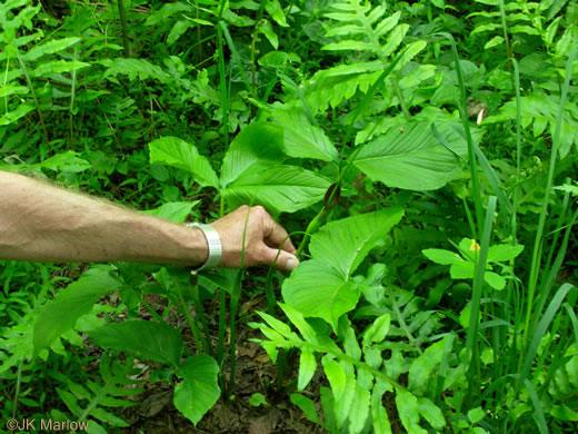 image of Pinellia tripartita, Green Dragon, Pinellia, Voodoo Lily