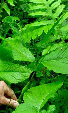 image of Pinellia tripartita, Green Dragon, Pinellia, Voodoo Lily