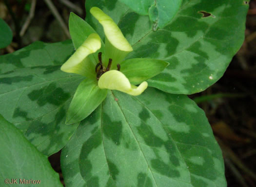 image of Trillium discolor, Pale Yellow Trillium, Faded Trillium, Small Yellow Toadshade, Savannah River Trillium