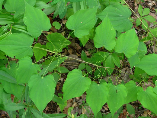 image of Dioscorea quaternata, Whorled Wild Yam, Fourleaf Yam