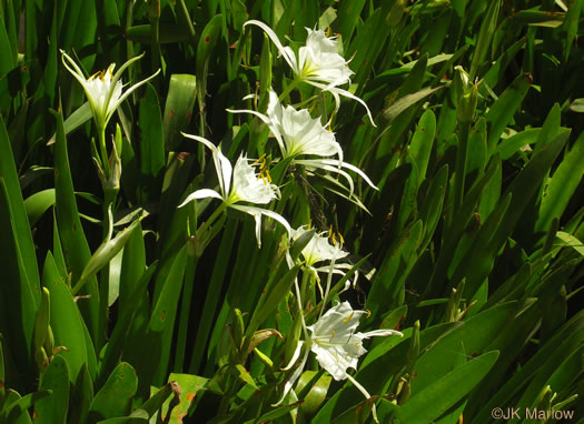 image of Hymenocallis coronaria, Rocky-shoals Spiderlily, Catawba Spiderlily, Carolina Spiderlily, Cahaba Lily