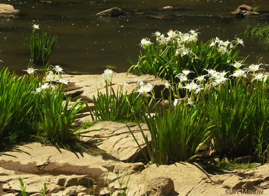 image of Hymenocallis coronaria, Rocky-shoals Spiderlily, Catawba Spiderlily, Carolina Spiderlily, Cahaba Lily