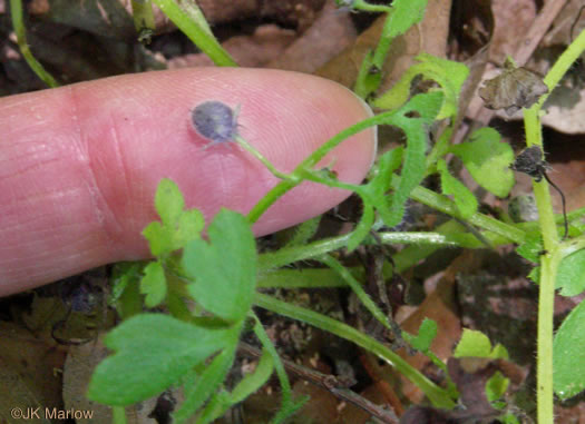 image of Nemophila aphylla, Baby Blue Eyes, Small-flower Baby-blue-eyes, White Nemophila, Eastern Baby-blue-eyes