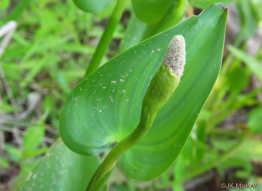 Heartleaf Pickerelweed