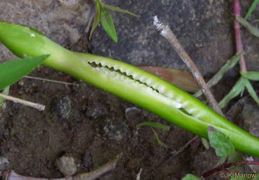 image of Peltandra virginica, Green Arrow-arum, Tuckahoe