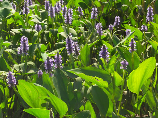 image of Pontederia cordata var. cordata, Heartleaf Pickerelweed, Wampee